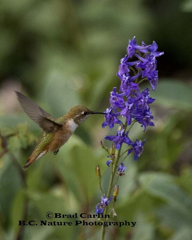 Humming Bird 20181V