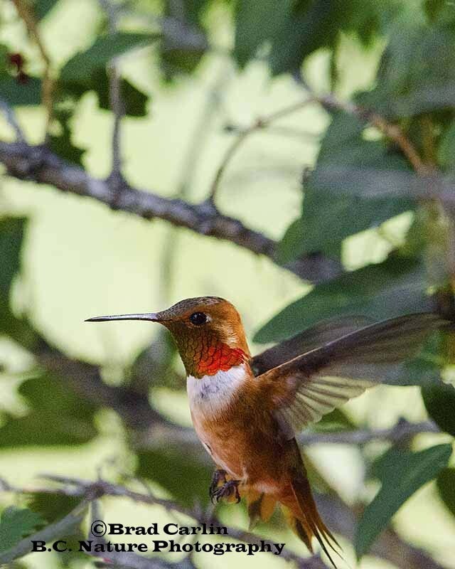 HummingBird 20154V