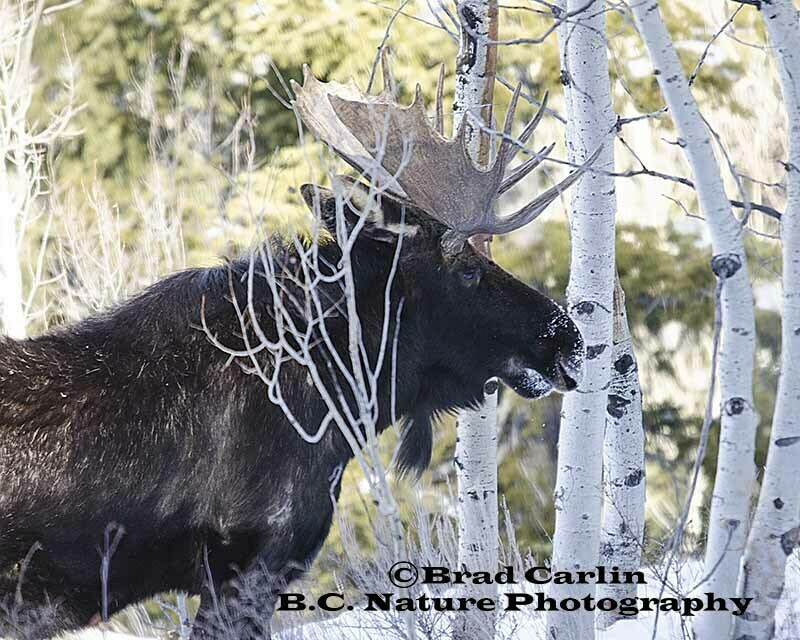 Moose 20142