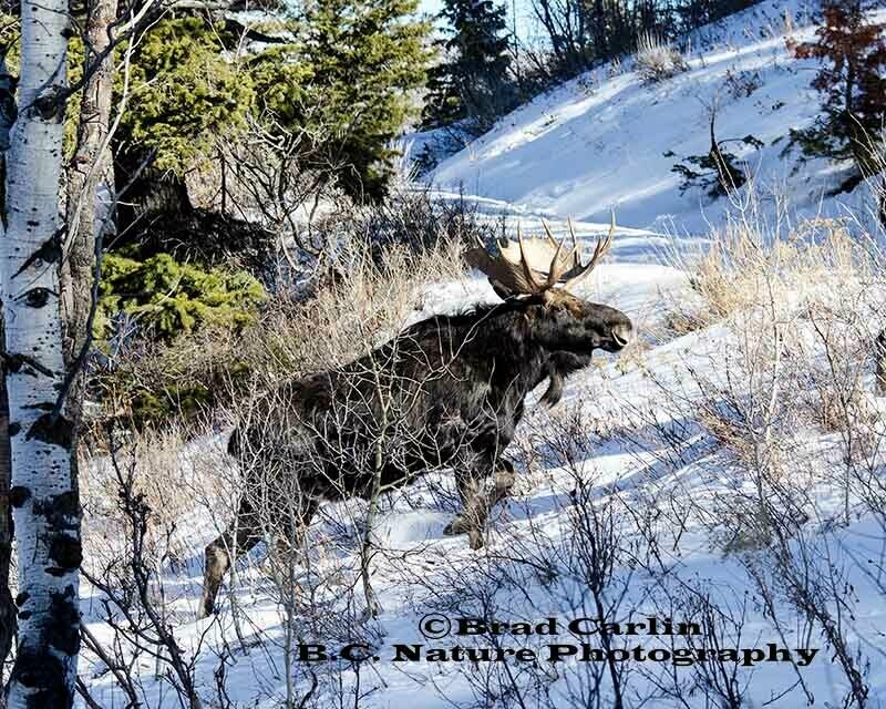 Moose 20141