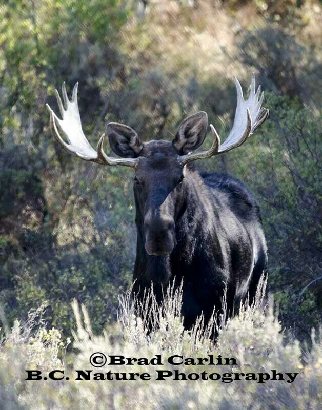 Moose 20131