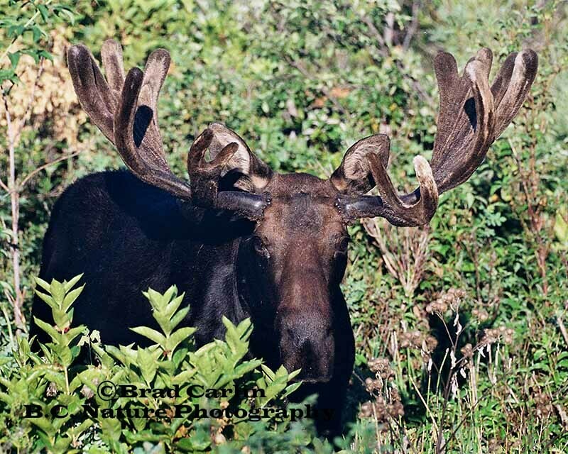 Master of Intimidation