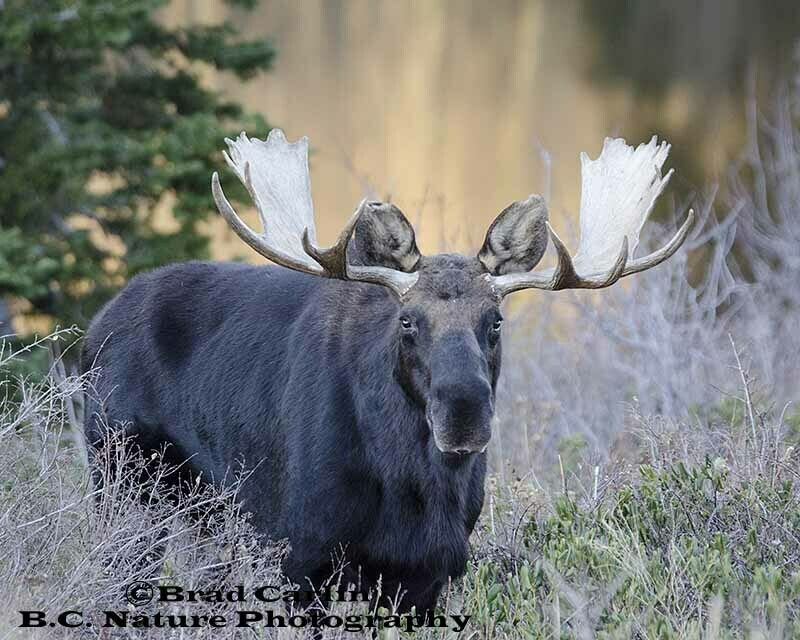 Moose 20151