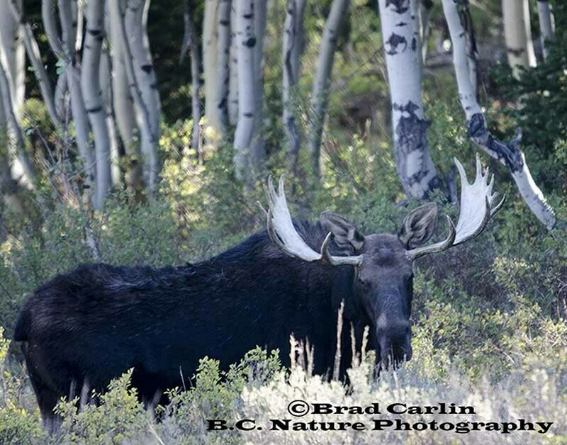 Moose 20132