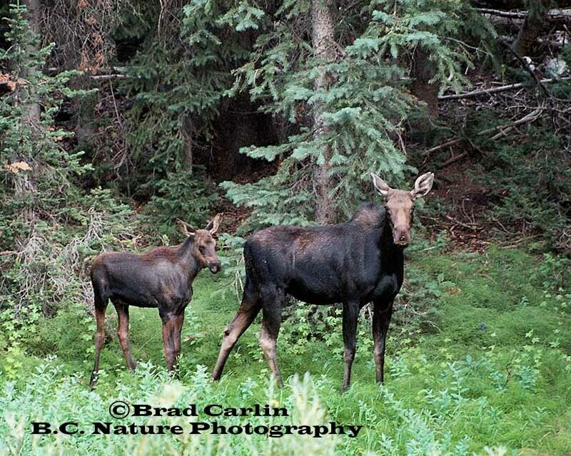 Cow &amp; Calf 20094