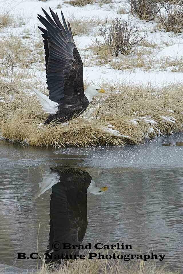 Reflections of Pride