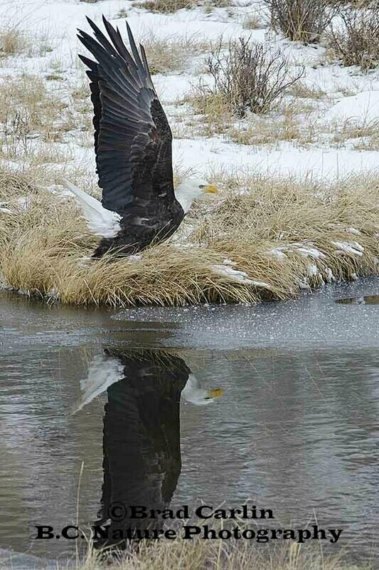 Reflections of Pride