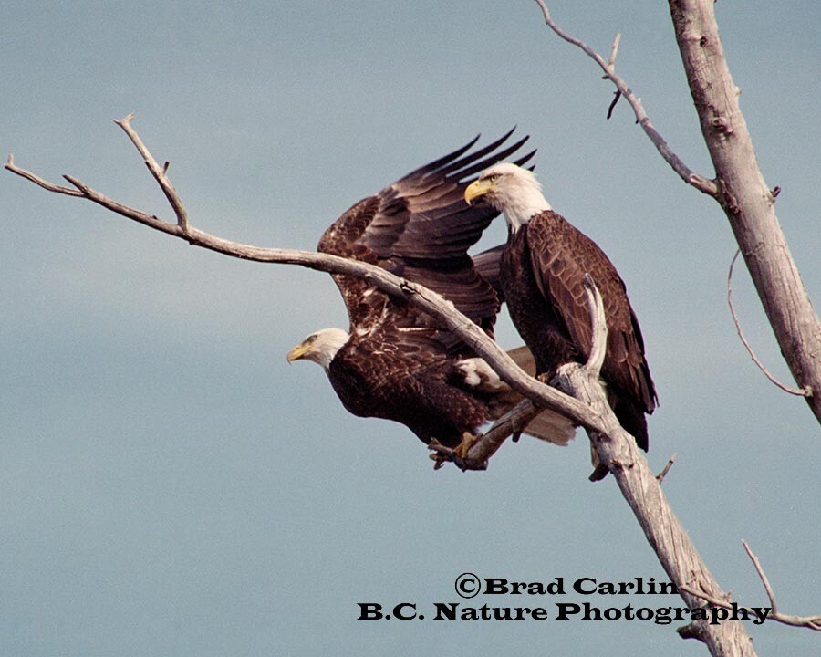 On the Wingtips of Eagles