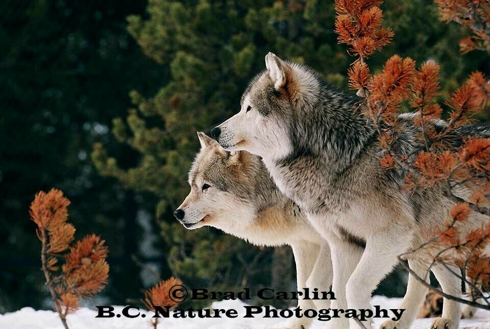 Bonded Together