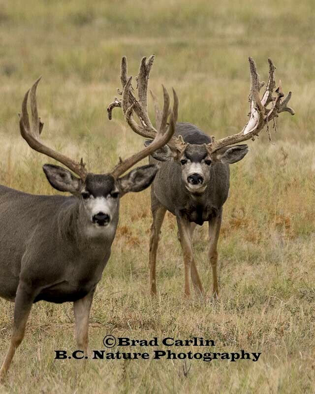 It&#39;s All About Him 2 V