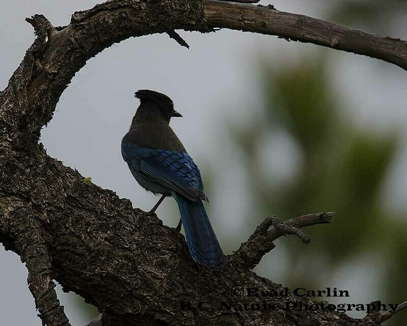 Steller&#39;s Jay 20162