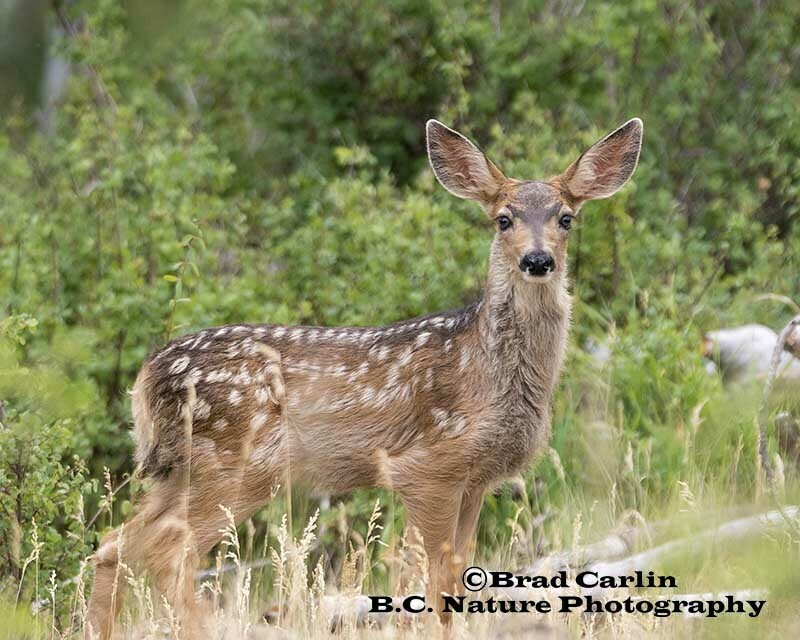 Fawn 20181
