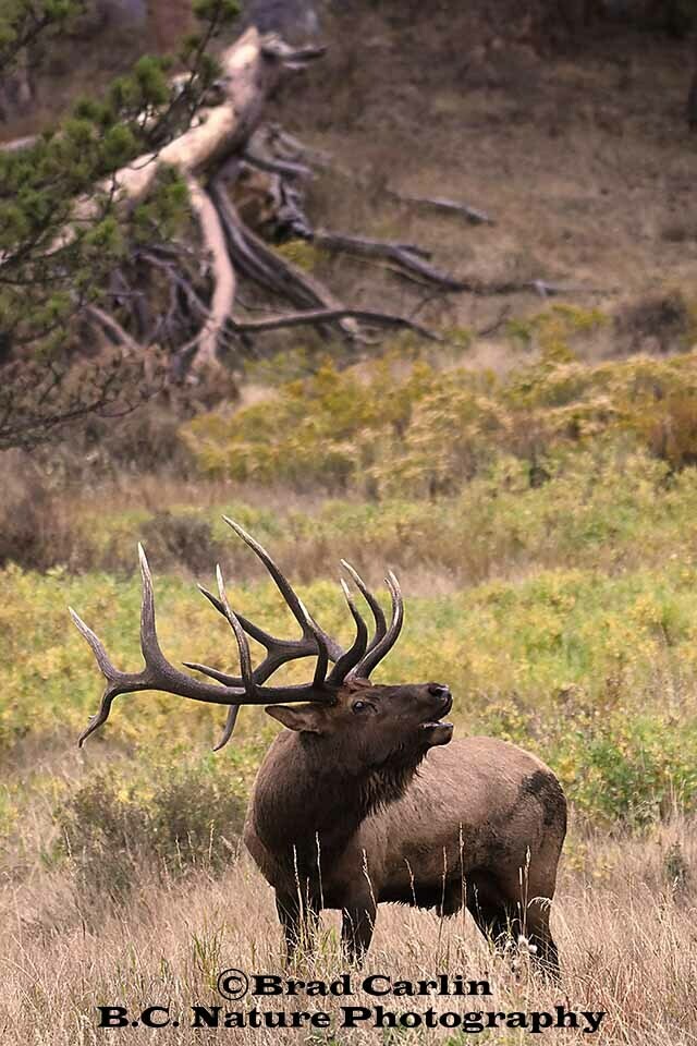 Elk 20191