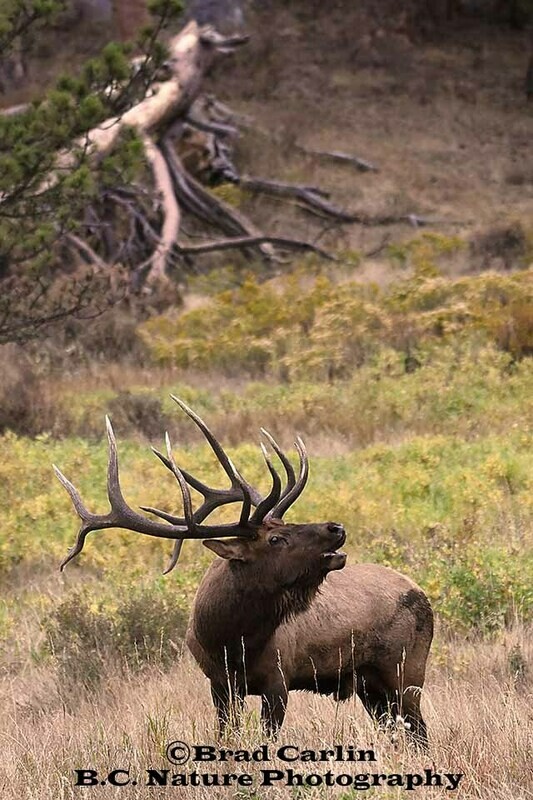 Elk 20191