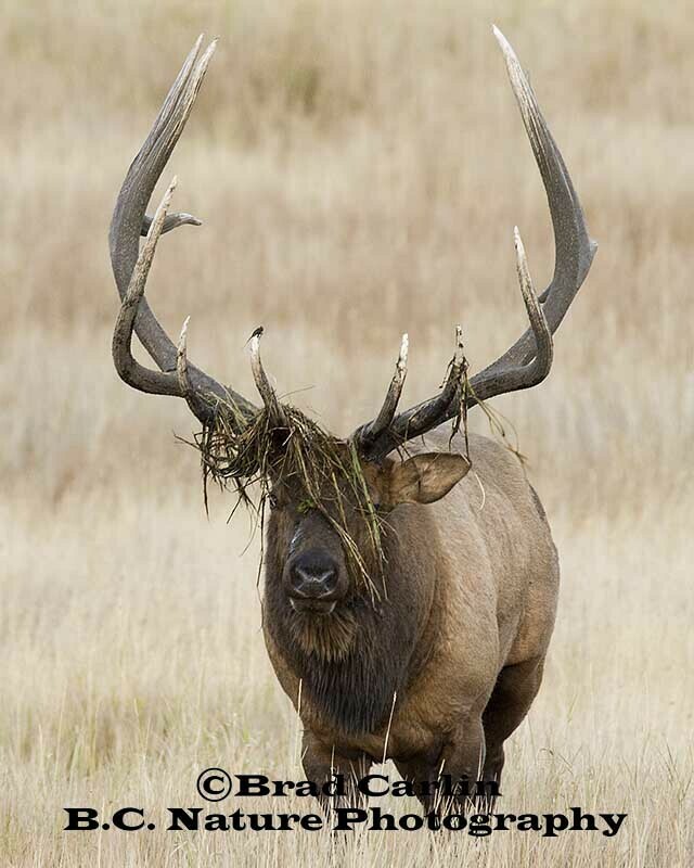 Elk 20192V