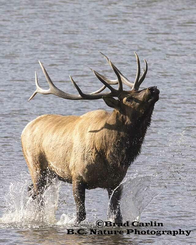 Elk 20194V