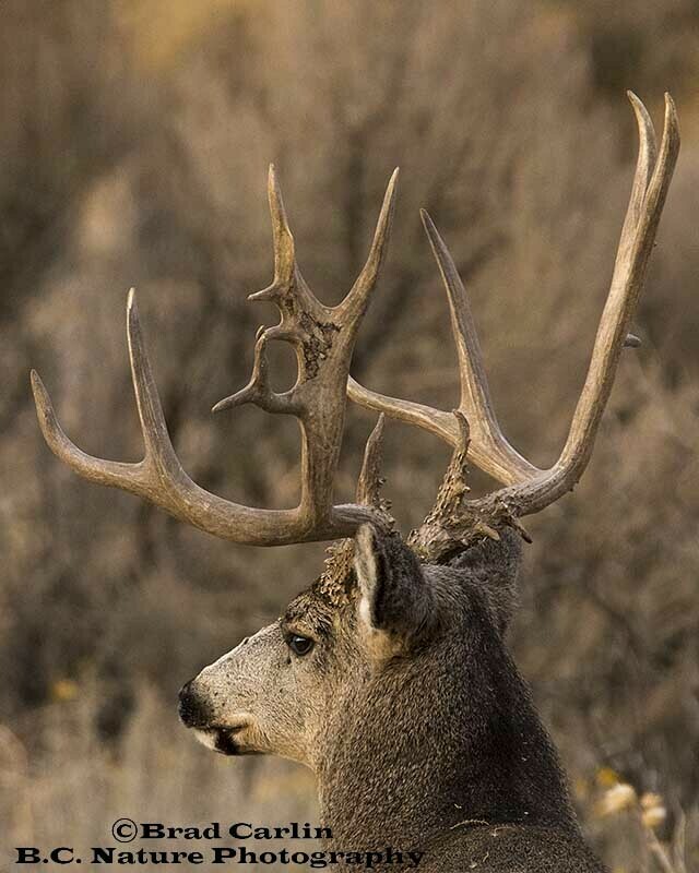 Deer 20183