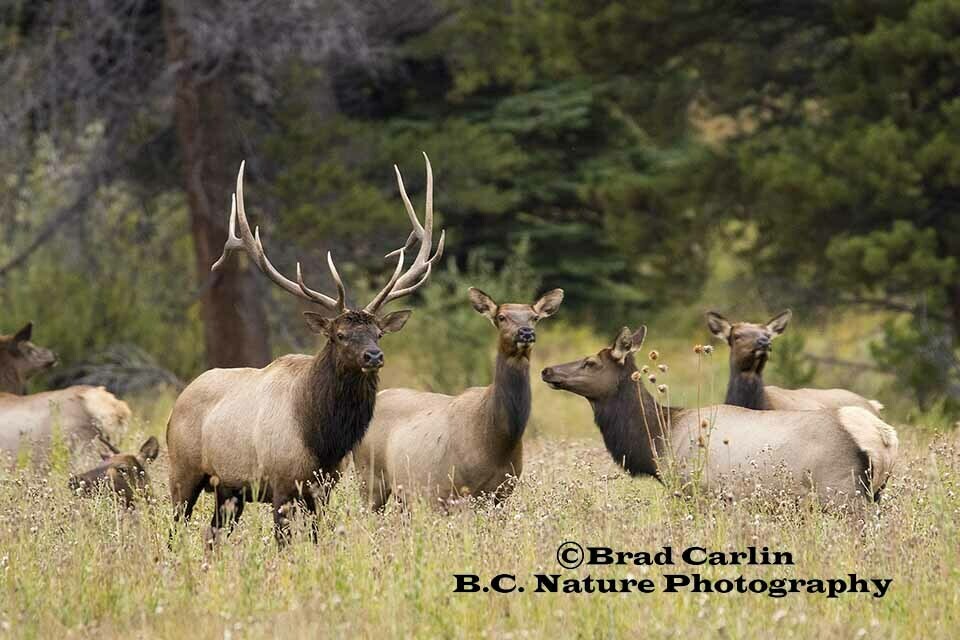 Elk 20186
