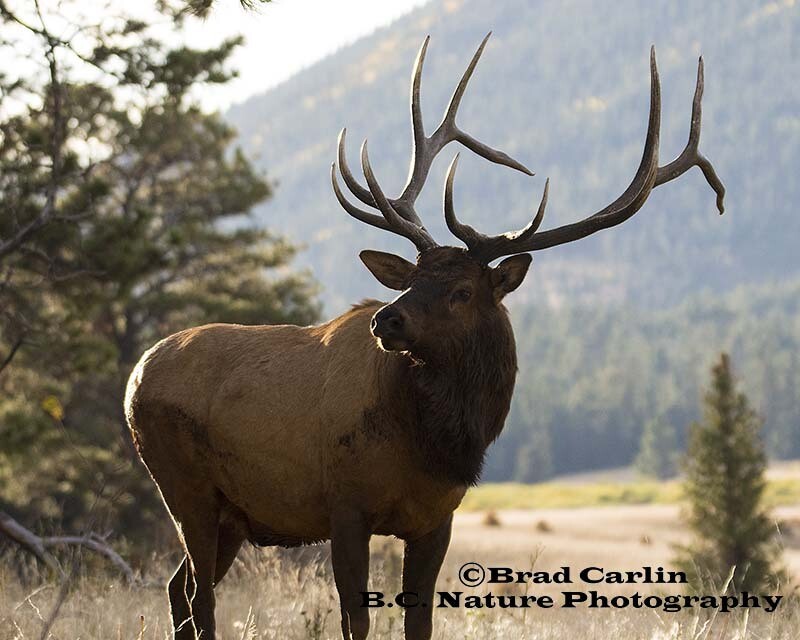 5   Elk 20197.jpg
