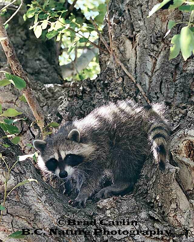 A Bandit&#39;s Hideout