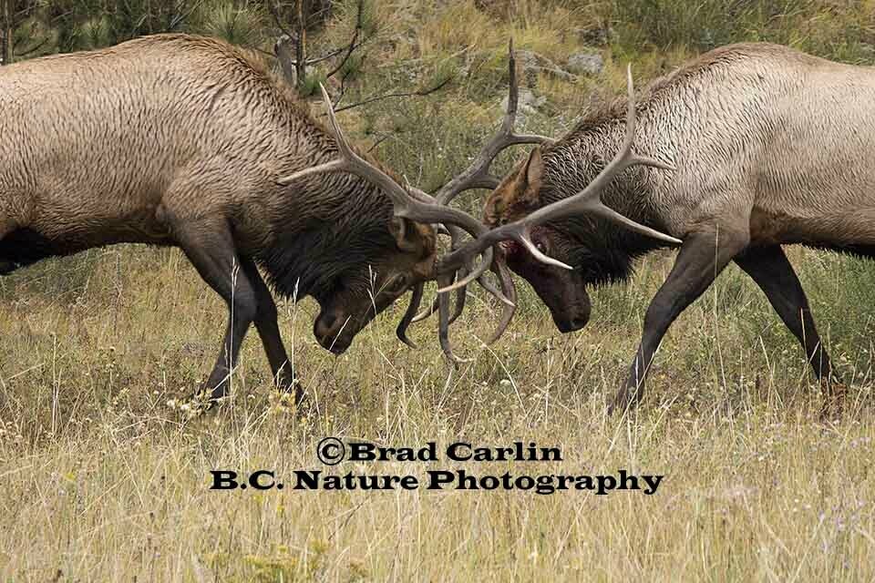 15   F..Elk Spar 20182.jpg