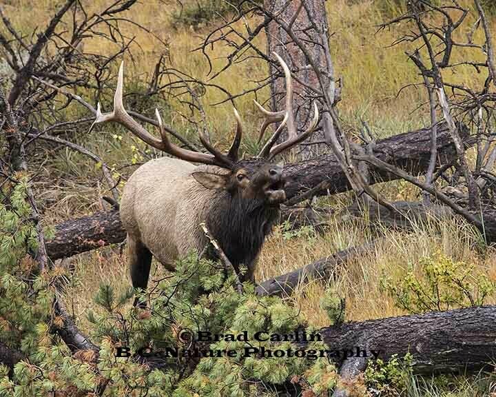 22  Elk 20181.jpg