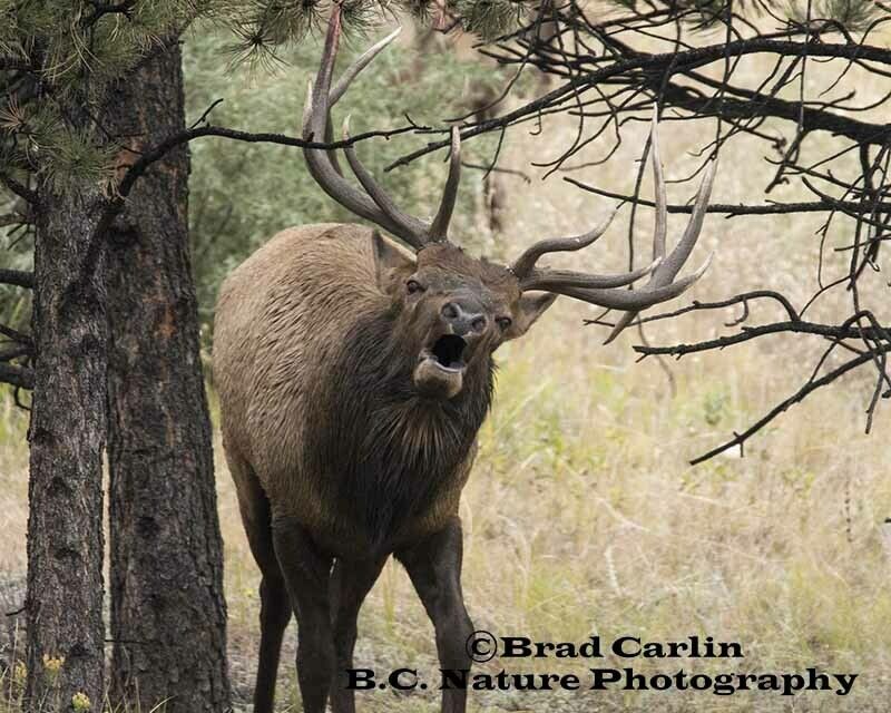 25   Elk 201810.jpg