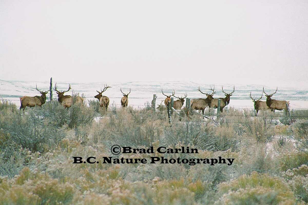 F..Safe Behind the Lines.jpg