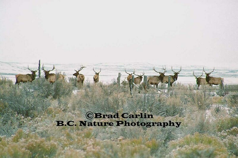 F..Safe Behind the Lines.jpg