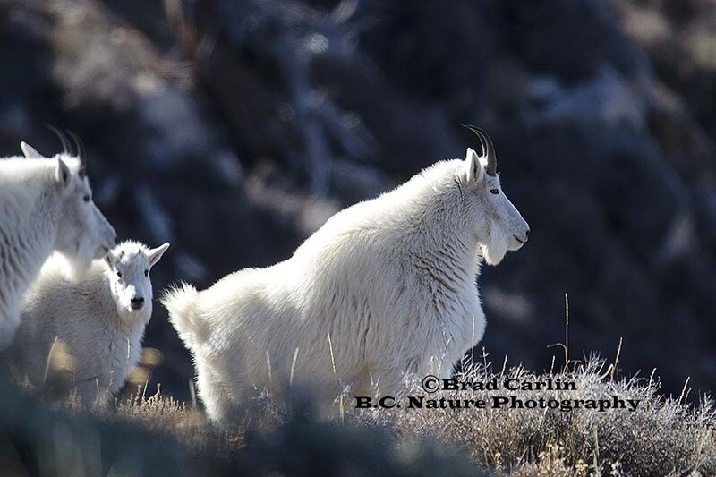 Goats 20153