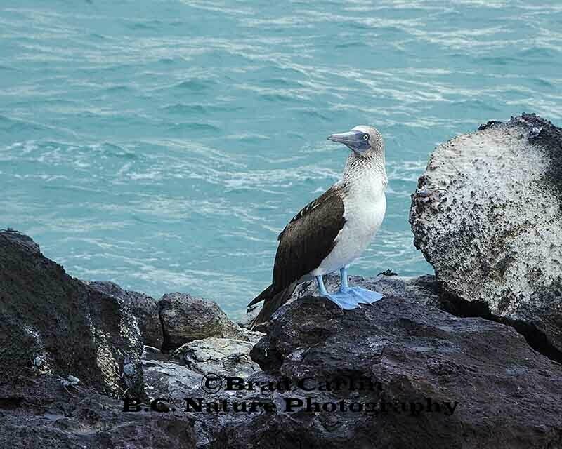 7  Blue Footed Boobie 2