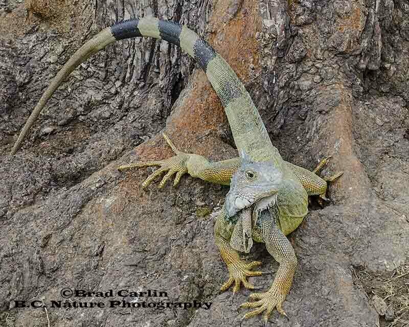 Iguana 20161