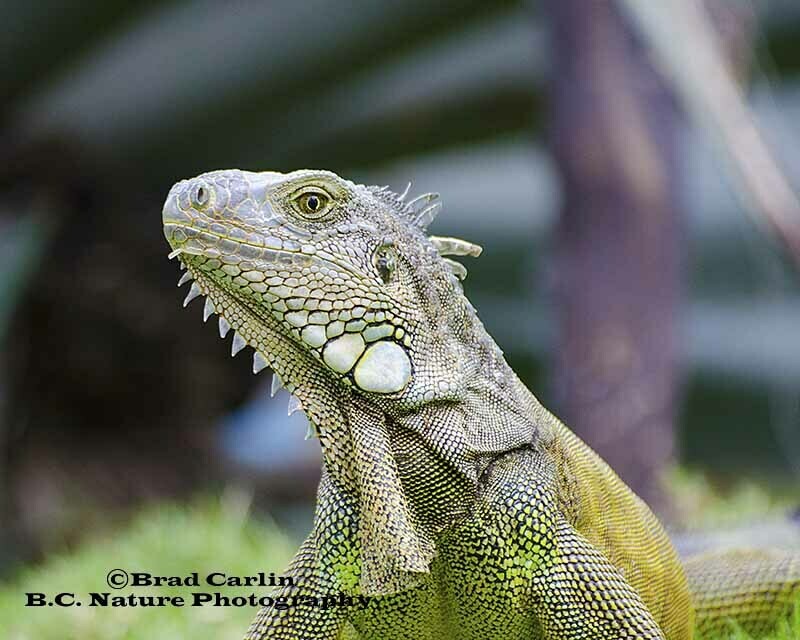Iguana 20164