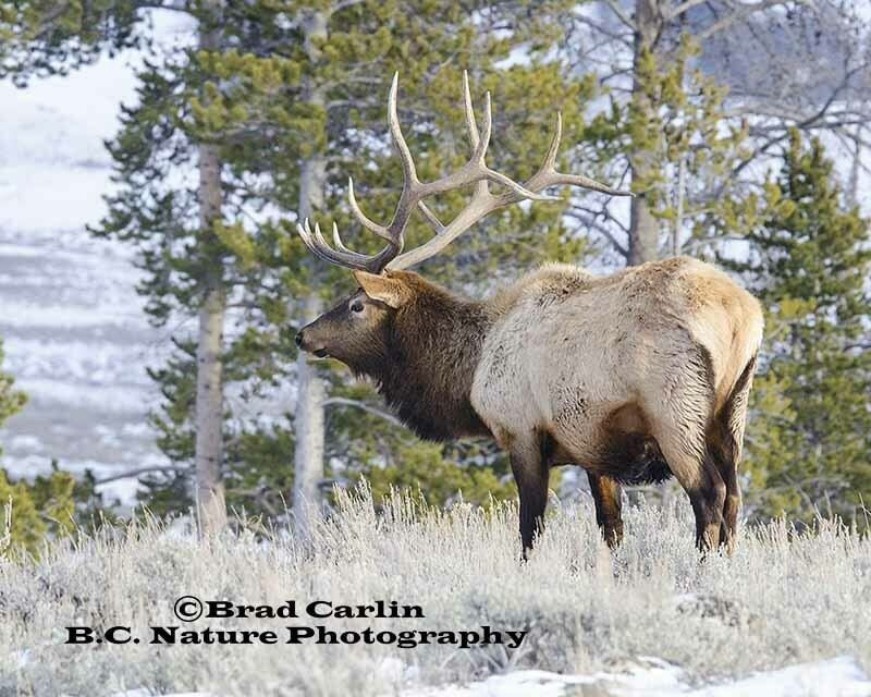 9   Elk20172.jpg
