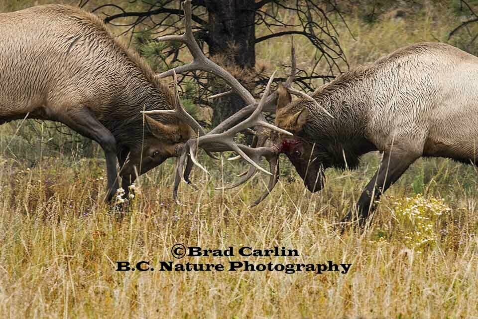 16   F..Elk Spar 20183.jpg