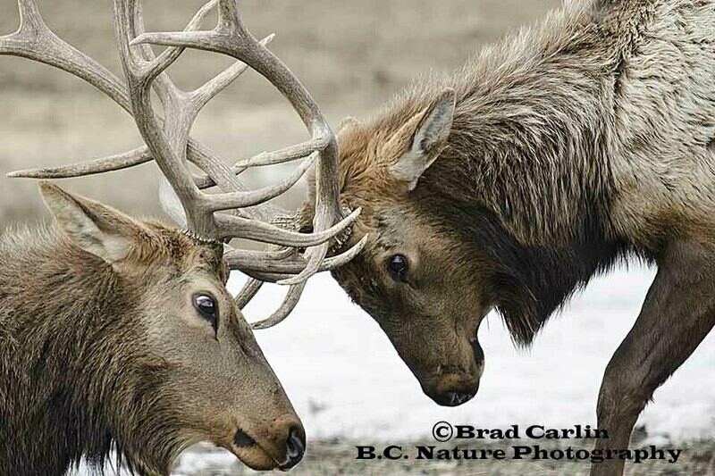 17 Satelite Spar.jpg