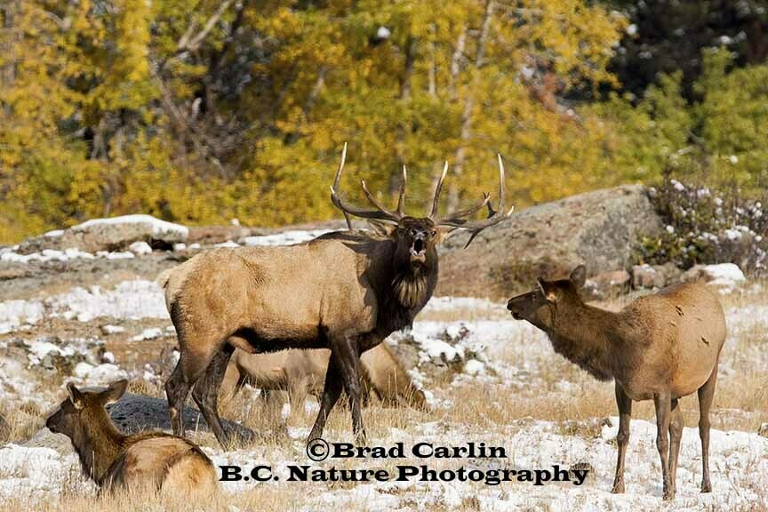 21   F..Elk 20185.jpg