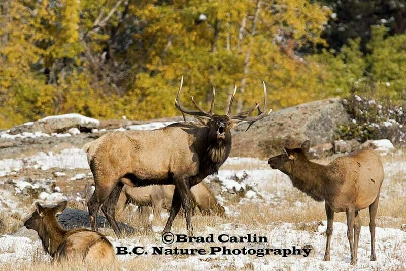 21   F..Elk 20185.jpg