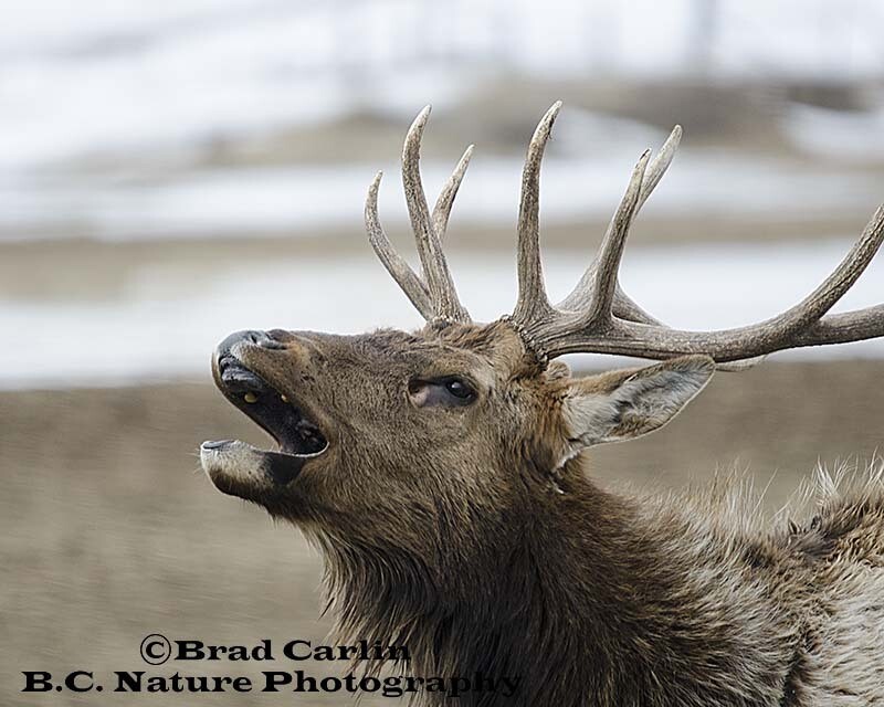 26   Show me the Ivory 2.jpg