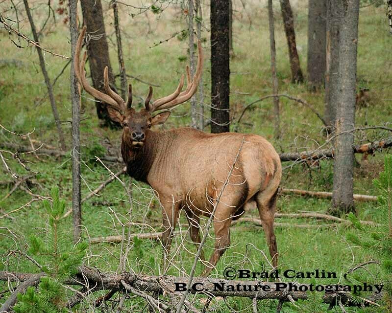 An Archer&#39;s Moment.jpg