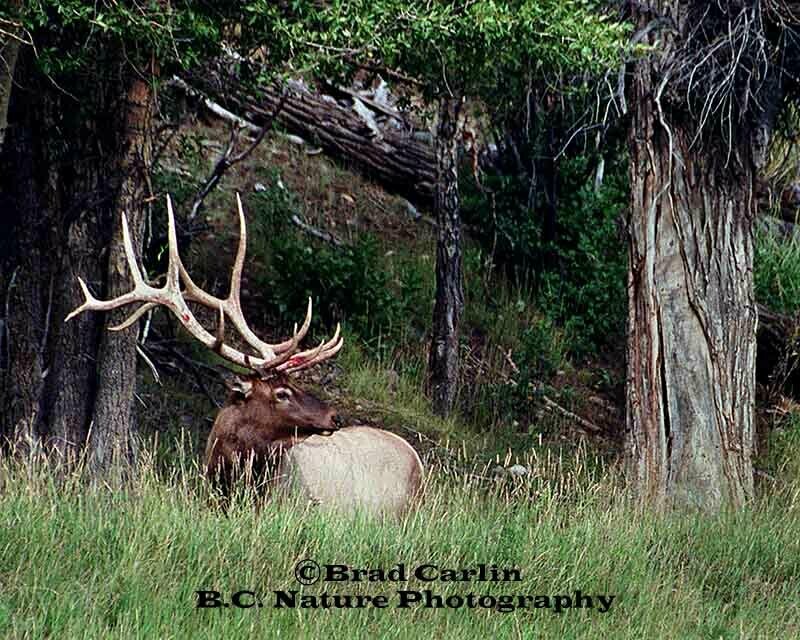 Rocky Mountain Addiction