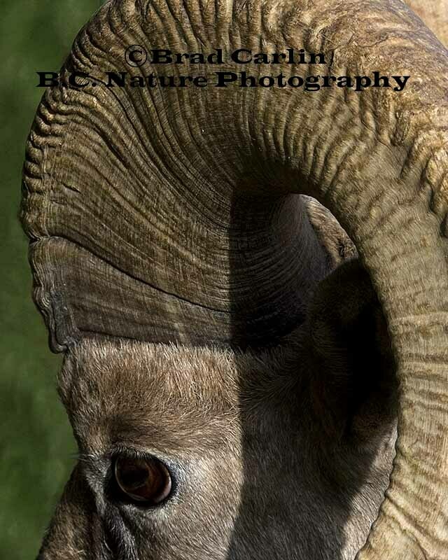 3   Ram 8399 125 5 3 mask