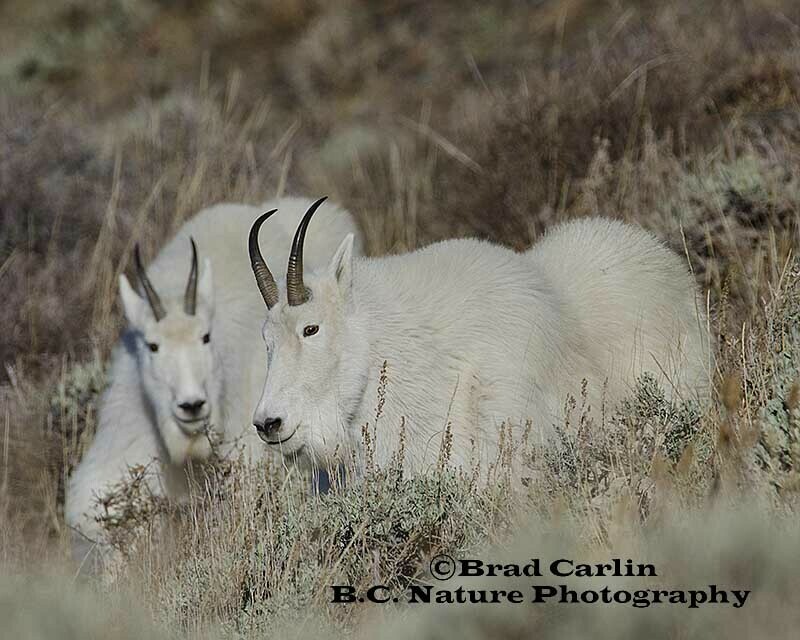 Goats 20152