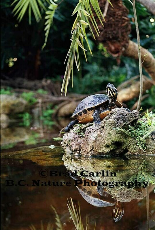 1 F...Mirror Images.jpg