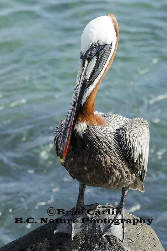 2 F..Pelican20161.jpg