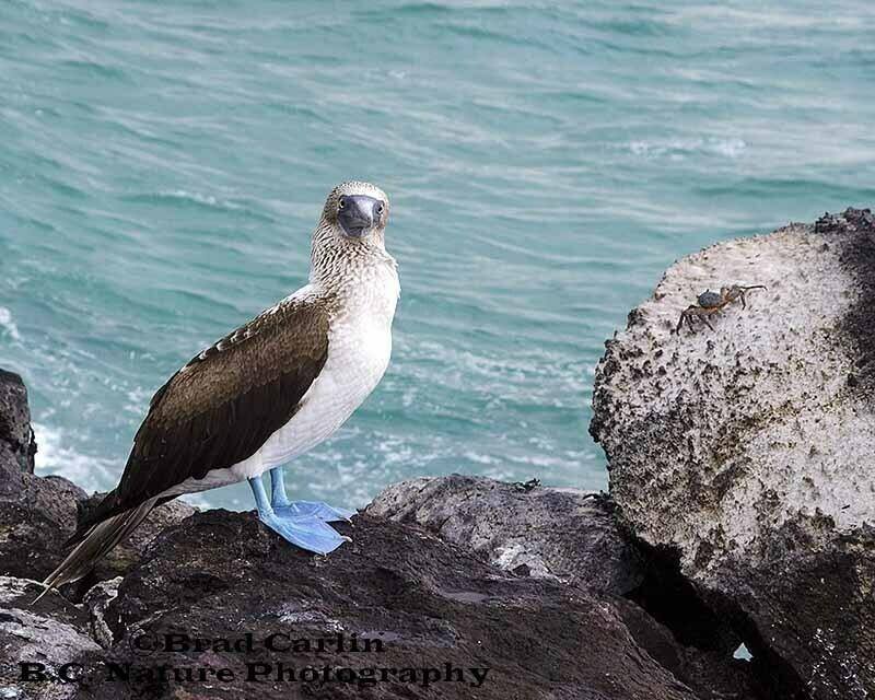 6  Blue Footed Boobie1
