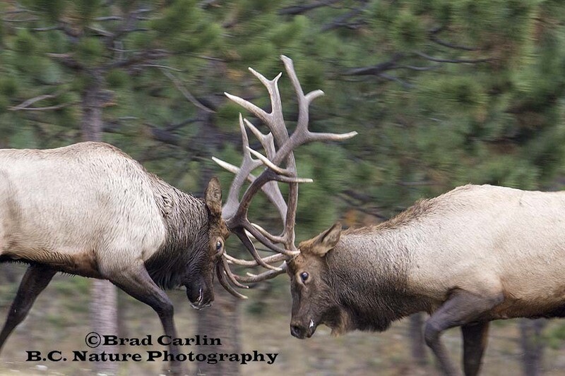 13   F..Extreme Force 20184.jpg