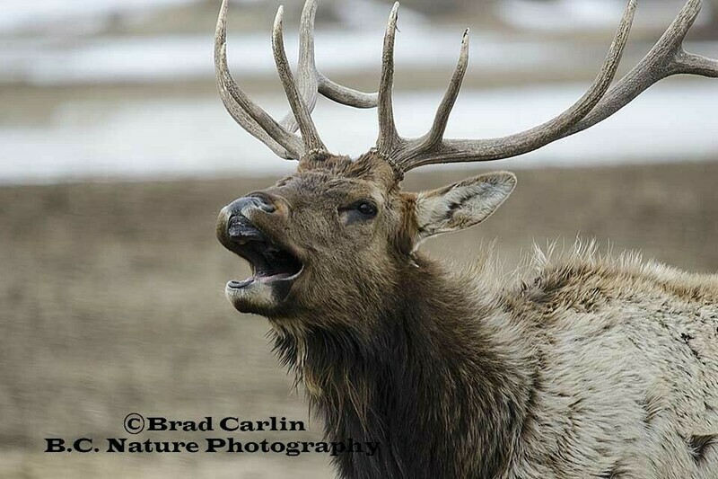 27   Show me the Ivory.jpg