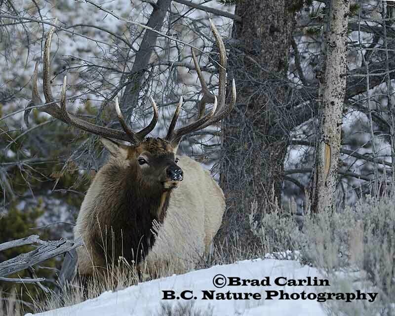 Elk 20153