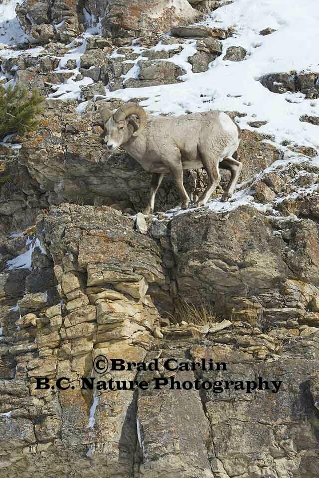 5   F..Ram20173V.jpg